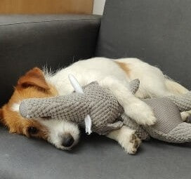 Pups Unbreakable Buddy – The Ultimate Plush Toy!